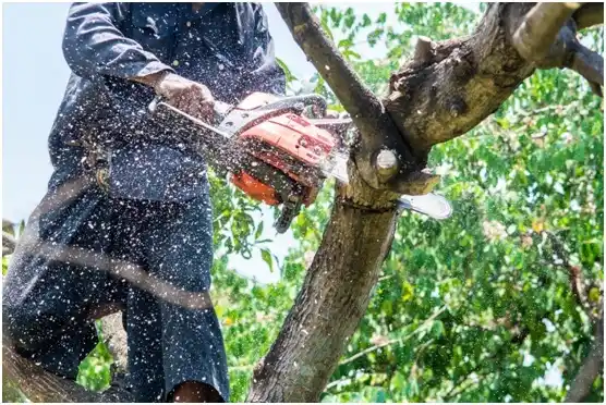 tree services Lakeport